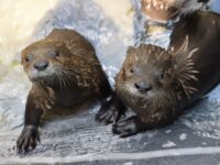 NEWS BRIEFS: Otter exhibit opens Monday at Yellow River Sanctuary