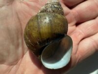 FOCUS: Large, invasive snails found at Lake Lanier